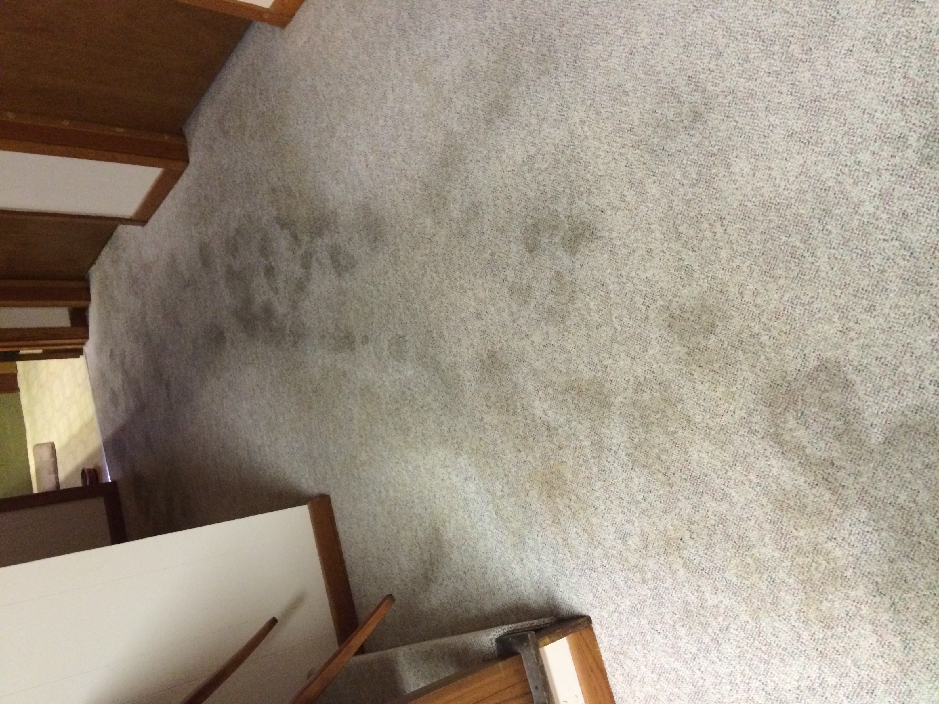Tan carpet before cleaning, showing soiled traffic lanes